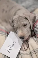 Atlas, a male Great Dane for sale in Denmark, WI – 2 of 7