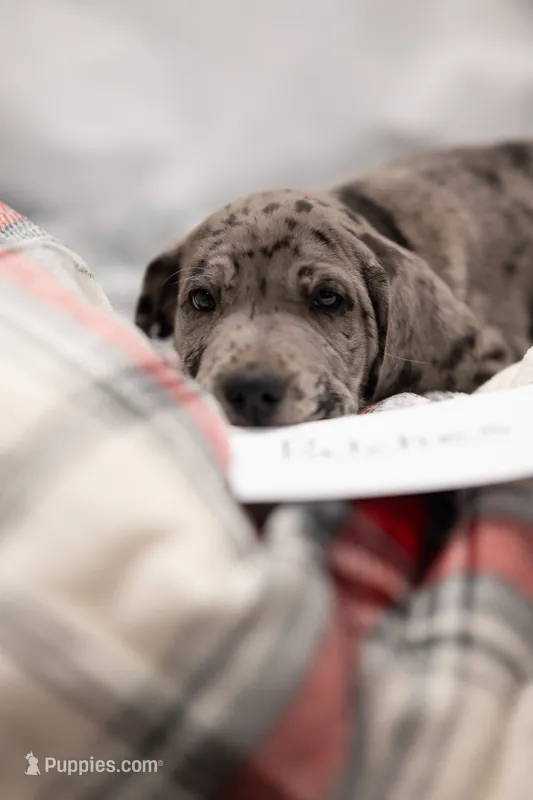 Patches – Great Dane puppy for sale in Denmark, WI