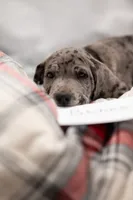 Patches, a female Great Dane for sale in Denmark, WI – 1 of 7