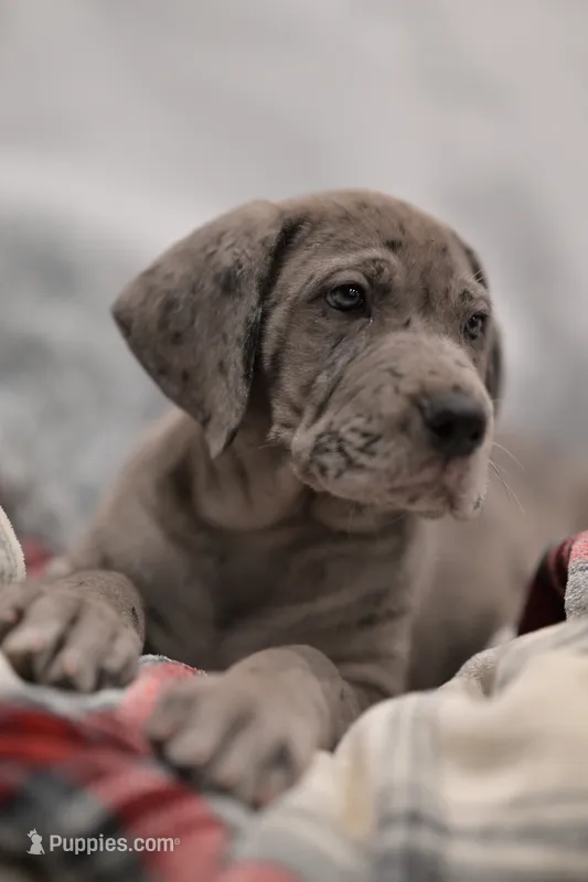 Romulus – Great Dane puppy for sale in Denmark, WI