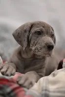 Romulus, a male Great Dane for sale in Denmark, WI – 1 of 4