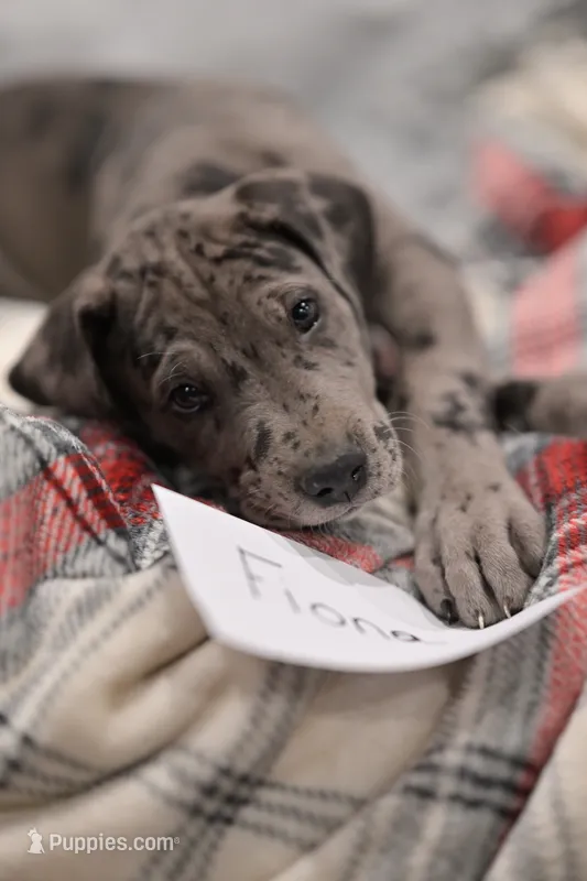 Fiona – Great Dane puppy for sale in Denmark, WI