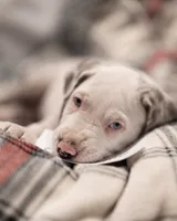 Snow White, a female Great Dane for sale in Denmark, WI – 6 of 6