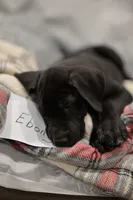 Ebony, a male Great Dane for sale in Denmark, WI – 3 of 4
