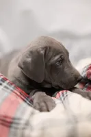 Elsa, a female Great Dane for sale in Denmark, WI – 4 of 4