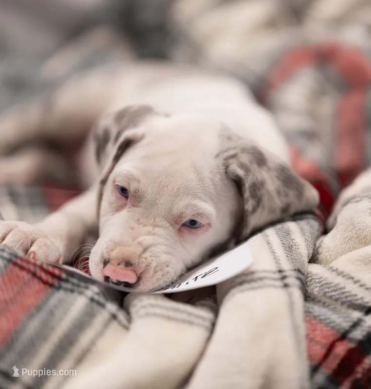Snow White – Great Dane puppy for sale in Denmark, WI