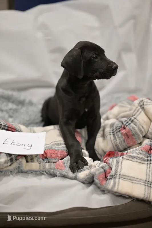 Ebony – Great Dane puppy for sale in Denmark, WI