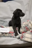Ebony, a male Great Dane for sale in Denmark, WI – 1 of 4