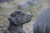 Patches, a female Great Dane for sale in Denmark, WI – 2 of 7