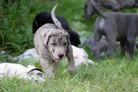 Patches, a female Great Dane for sale in Denmark, WI – 7 of 7