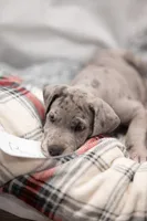 Bear, a male Great Dane for sale in Denmark, WI – 5 of 5