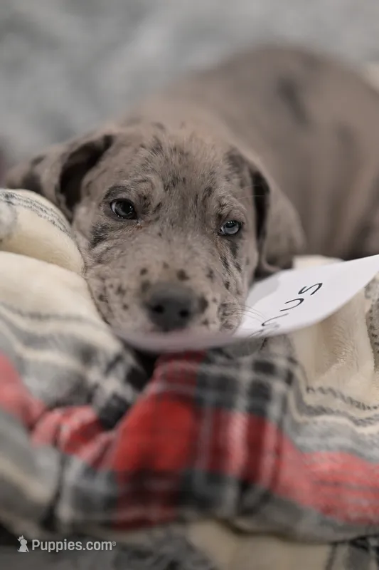 Magnus – Great Dane puppy for sale in Denmark, WI