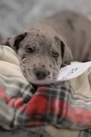 Magnus, a male Great Dane for sale in Denmark, WI – 1 of 4