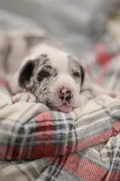 Cookie Dough, a male Great Dane for sale in Denmark, WI – 3 of 3