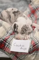 Cookie Dough, a male Great Dane for sale in Denmark, WI – 2 of 3