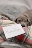 Romulus, a male Great Dane for sale in Denmark, WI – 4 of 4