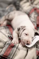 Snow White, a female Great Dane for sale in Denmark, WI – 2 of 6