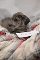 Fiona, a female Great Dane for sale in Denmark, WI – 4 of 5