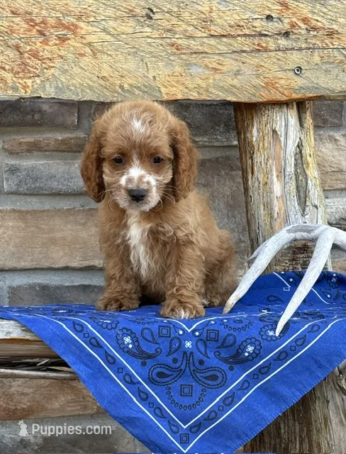 Duke – Cockapoo puppy for sale in Wayne City, IL