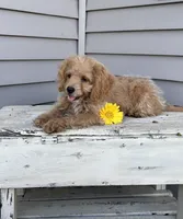 Buck, a male Cockapoo for sale in Wayne City, IL – 3 of 10