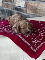 Bella, a female Cockapoo for sale in Wayne City, IL – 2 of 3