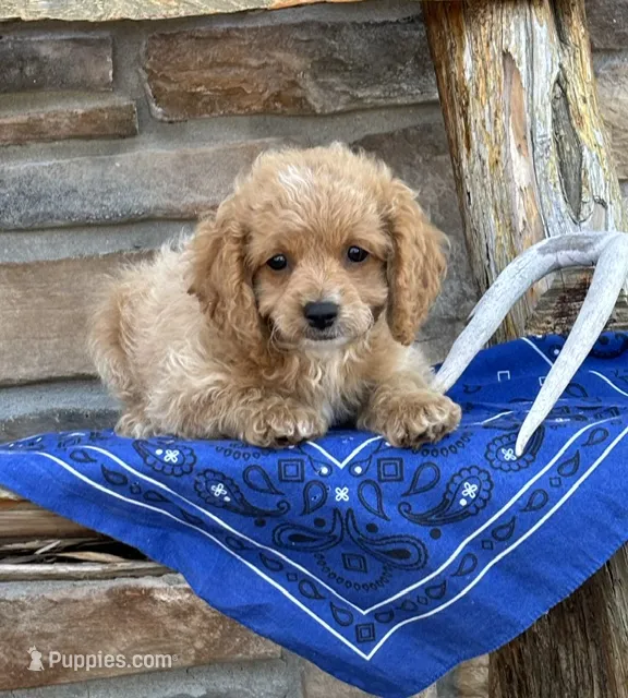 Buck – Cockapoo puppy for sale in Wayne City, IL