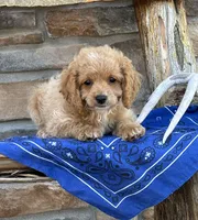 Buck, a male Cockapoo for sale in Wayne City, IL – 2 of 7