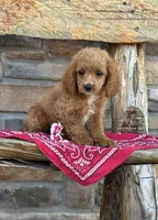 Bella, a female Cockapoo for sale in Wayne City, IL – 3 of 8