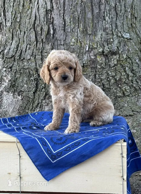 Buck – Cockapoo puppy for sale in Wayne City, IL