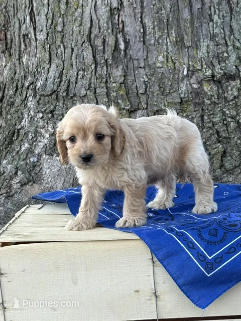 Archie – Cockapoo puppy for sale in Wayne City, IL