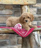 Stella, a female Cockapoo for sale in Wayne City, IL – 2 of 8