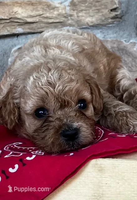 Stella – Cockapoo puppy for sale in Wayne City, IL