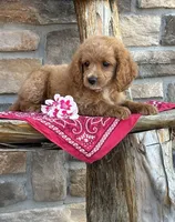 Bella, a female Cockapoo for sale in Wayne City, IL – 1 of 8