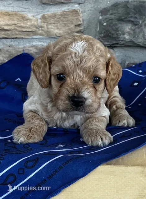 Buck – Cockapoo puppy for sale in Wayne City, IL