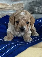 Buck, a male Cockapoo for sale in Wayne City, IL – 5 of 7