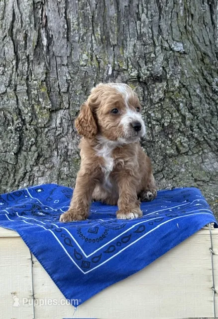 Duke – Cockapoo puppy for sale in Wayne City, IL