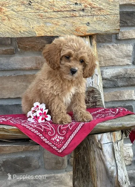 Stella – Cockapoo puppy for sale in Wayne City, IL