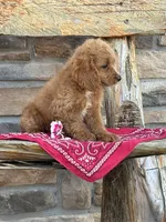Bella, a female Cockapoo for sale in Wayne City, IL – 2 of 8