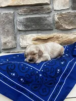 Archie, a male Cockapoo for sale in Wayne City, IL – 2 of 3