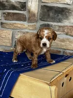 Duke, a male Cockapoo for sale in Wayne City, IL – 5 of 7