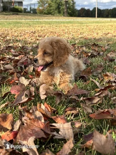 Buck – Cockapoo puppy for sale in Wayne City, IL
