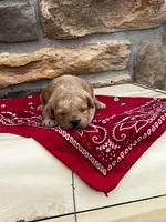 Stella, a female Cockapoo for sale in Wayne City, IL – 1 of 2