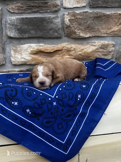Duke – Cockapoo puppy for sale in Wayne City, IL