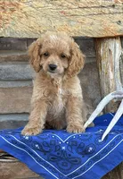 Buck, a male Cockapoo for sale in Wayne City, IL – 4 of 7