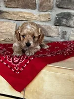Stella, a female Cockapoo for sale in Wayne City, IL – 6 of 8