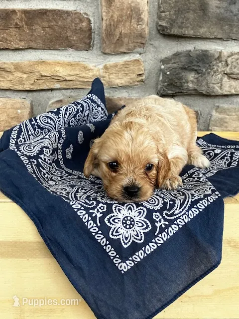 Archie – Cockapoo puppy for sale in Wayne City, IL