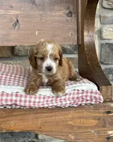 Duke, a male Cockapoo for sale in Wayne City, IL – 4 of 7