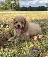 Buck, a male Cockapoo for sale in Wayne City, IL – 6 of 10