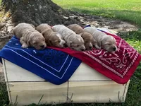 Bella, a female Cockapoo for sale in Wayne City, IL – 3 of 3