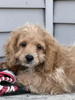 Buck, a male Cockapoo for sale in Wayne City, IL – 4 of 10